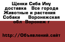 Щенки Сиба Ину доставка - Все города Животные и растения » Собаки   . Воронежская обл.,Воронеж г.